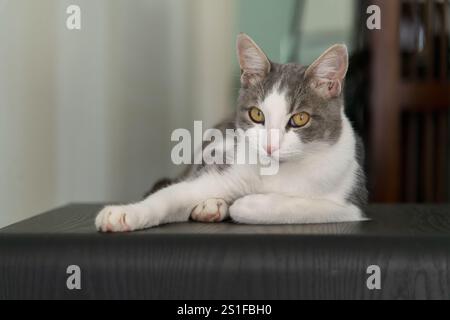 Adorabile gatto grigio e bianco che si rilassa su una superficie scura, guardando tranquillamente in lontananza. Foto Stock