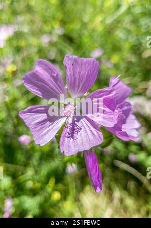 Wildflower, malva moschata nel vento, Baviera, Germania Foto Stock