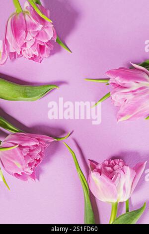 Tulipani rosa freschi su sfondo pastello, primo piano, composizione primaverile Foto Stock