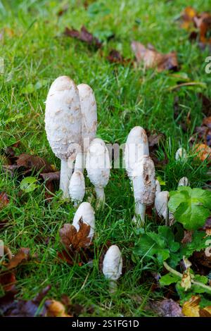 Berretto a inchiostro Shaggy Young, Coprinus comatus, funghi, Lake District, Cumbria, Inghilterra, Regno Unito Foto Stock