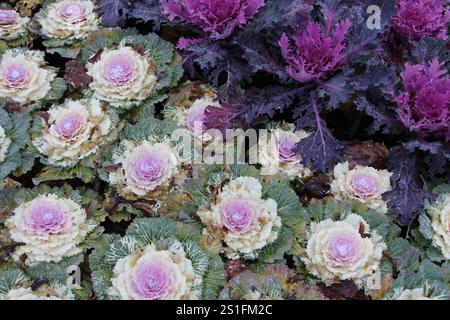 Cavolo ornamentale con vibranti foglie viola e verdi disposte in un letto da giardino, che mostra una splendida mostra autunnale. Foto Stock