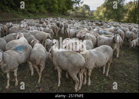 Branco recintato di pecore in una valle nella Svizzera Franconica, alta Franconia, Baviera, Germania, Europa Foto Stock