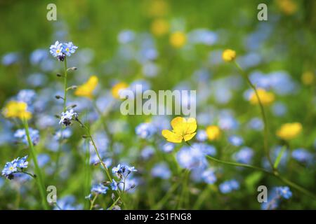 Tazze gialle (Ranunculus acris) e Forget-me-nots (Myosotis) in un prato. Concentrati su un fiore giallo in primo piano, fiore Foto Stock