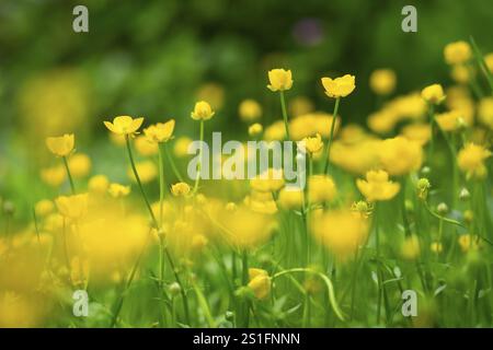 Tazze gialle (Ranunculus acris) in un prato. Concentrati su un aereo al centro, i fiori rimanenti sono fuori fuoco. Primo piano Foto Stock