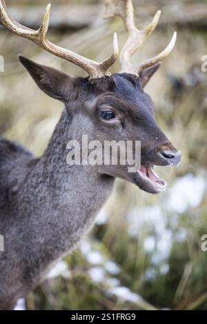 Daino (Dama dama), ritratto, uomo, prigioniero, Landsberg am Lech Wildlife Park, alta Baviera, Baviera, Germania, Europa Foto Stock