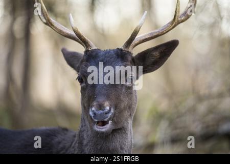 Daino (Dama dama), ritratto, uomo, prigioniero, Landsberg am Lech Wildlife Park, alta Baviera, Baviera, Germania, Europa Foto Stock