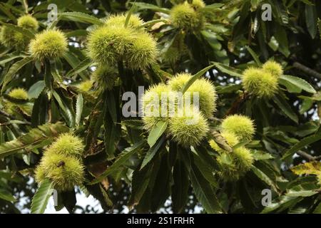 Verde chiaro, frutti piccanti, ammassi di castagne commestibili sull'albero. Formato orizzontale. Gambi di frutta d'India verde chiaro di castagne commestibili sull'albero. Foto Stock