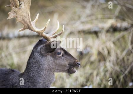 Daino (Dama dama), ritratto, uomo, prigioniero, Landsberg am Lech Wildlife Park, alta Baviera, Baviera, Germania, Europa Foto Stock
