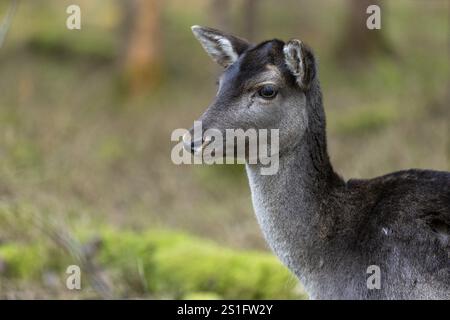 Cervi incolti, cervi incolti femminili (Dama dama), ritratto di animali, Landsberg am Lech Wildlife Park, alta Baviera, Baviera, Germania, Europa Foto Stock