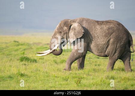Elefante africano (Loxodonta africana) con grandi zanne Foto Stock
