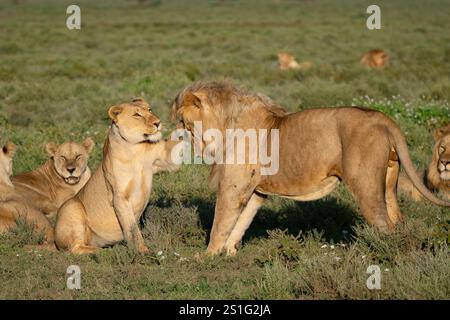 Leone africano femminile (Panthera leo) saluta la sua compagna Foto Stock