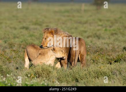 Leone (Panthera leo) che profuma prima dell'accoppiamento Foto Stock