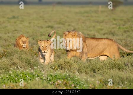 Lion (Panthera leo) maschio alla ricerca di una femmina ricettiva Foto Stock