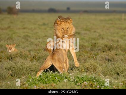 Il leone maschio adulto (Panthera leo) reagisce all'aggressione femminile Foto Stock