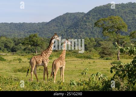 Coppia di Masai Giraffe (Giraffa camelopardalis tippelskirchi) con colline boscose sullo sfondo Foto Stock