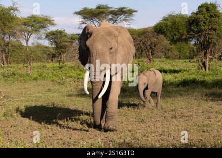 Elefante africano (Loxodonta africana) mucca con bambino Foto Stock