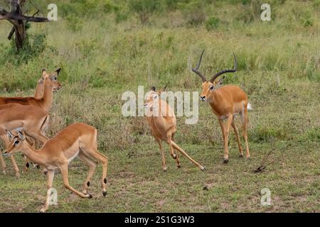 Maschio Impala (Aepyceros melampus) che allevano una femmina Foto Stock