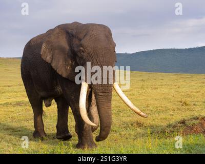 Elefante africano (Loxodonta africana) con grandi zanne nel cratere di Ngorogoro Foto Stock