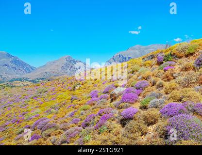 Fioritura di cespugli di timo selvatico, gola di Kourtaliótiko, Rethymno, Creta, Isole greche, Grecia Foto Stock