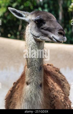 Un cammello con un collo lungo e un naso nero. Il cammello sta in un campo. Il cammello sta guardando la telecamera Foto Stock