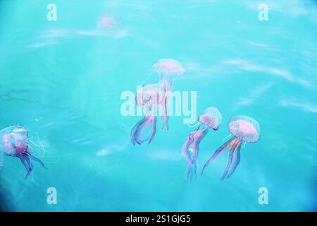 Meduse nell'acqua del mare Foto Stock