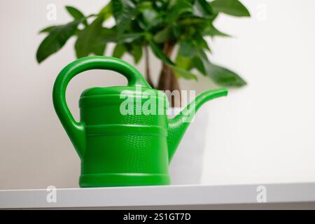 Una barattola da irrigazione verde vicino a una pianta Pachira aquatica che cresce in una pentola in piedi su un tavolo bianco in una stanza di casa Foto Stock
