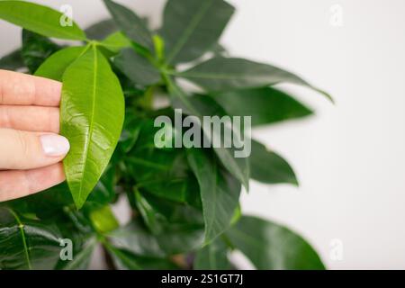 Primo piano di mano femminile che tiene una foglia verde di una pianta Pachira aquatica, che cresce in un vaso a casa Foto Stock