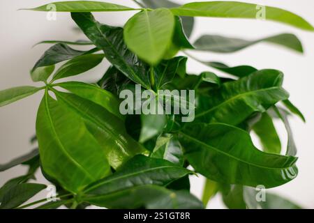Primo piano di foglie verdi di una pianta Pachira aquatica, che cresce in un vaso in piedi su un tavolo bianco in una stanza di casa Foto Stock