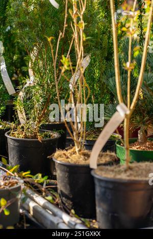 Vista di vari fiori in vaso in mostra in un negozio Foto Stock