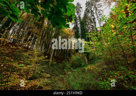 Wandern im Mullerthal Das romantische Mullerthal a Lussemburgo. Fotografiert AM 29.10..2024. Müllerthal Mullerthal Lussemburgo  JK10688 Foto Stock