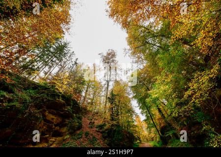 Wandern im Mullerthal Das romantische Mullerthal a Lussemburgo. Fotografiert AM 29.10..2024. Müllerthal Mullerthal Lussemburgo  JK10739 *** escursioni nel Mullerthal il romantico Mullerthal in Lussemburgo fotografato il 29 10 2024 Mullerthal Mullerthal Lussemburgo JK10739 Foto Stock