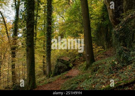 Wandern im Mullerthal Das romantische Mullerthal a Lussemburgo. Fotografiert AM 29.10..2024. Müllerthal Mullerthal Lussemburgo FH0A9262 *** escursioni nel Mullerthal il romantico Mullerthal in Lussemburgo fotografato il 29 10 2024 Mullerthal Mullerthal Lussemburgo FH0A9262 Foto Stock