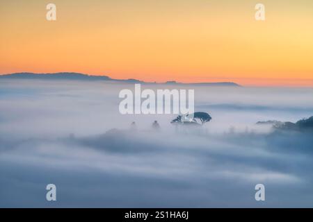 Nebbia all'alba sulle colline di Volterra e un pino emergente, regione Toscana, Italia Foto Stock