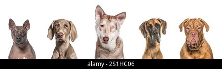 Ritratto di cinque cani di razza diversi affiancati, isolati su bianco Foto Stock