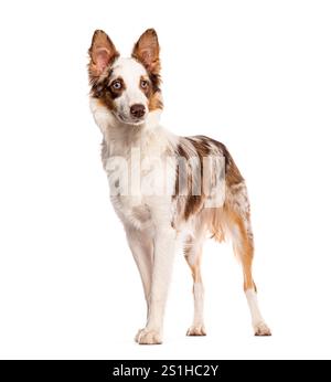 La Red merle Cross si riproduce con un collie di bordi in piedi e distanti dalla telecamera Foto Stock