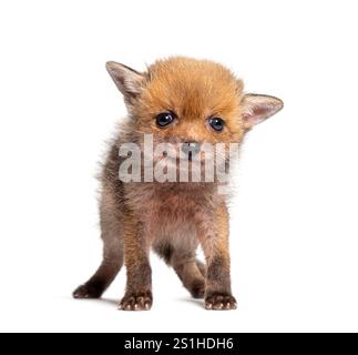 Seduta di cinque settimane, Red Fox Cub che guarda la telecamera, isolata sul bianco Foto Stock