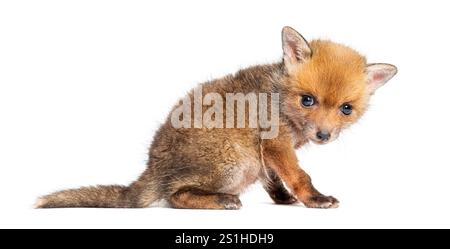 Vista posteriore di un cucciolo di volpe rossa seduto di cinque settimane, isolato sul bianco Foto Stock