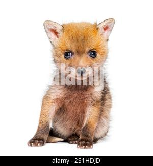 Seduta di cinque settimane, Red Fox Cub che guarda la telecamera, isolata sul bianco Foto Stock