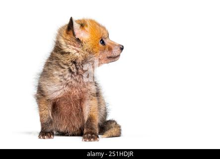 Seduta di cinque settimane, cucciolo di volpe rossa che guarda in alto, isolato sul bianco Foto Stock