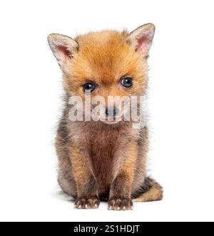 Seduta di cinque settimane, Red Fox Cub che guarda la telecamera, isolata sul bianco Foto Stock