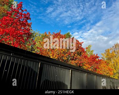 Le foglie autunnali di rosso brillante e arancio esaltano l'acero finlandese, contrastando con una recinzione nera moderna e un cielo azzurro vivace Foto Stock