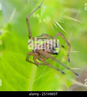 Ragno da caccia a due artigli (Cheiracanthium erraticum) Foto Stock