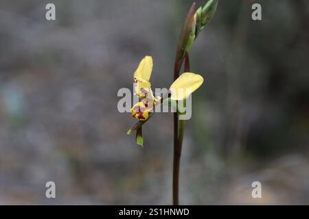 Leopard Orchidea (Diuris pardina) Foto Stock