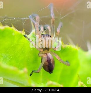 Ragno da caccia a due artigli (Cheiracanthium erraticum) Foto Stock