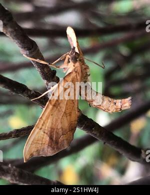 Goto di loper della grande vite (Eulithis gracilineata) Foto Stock