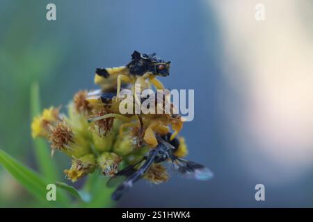 Volo aereo alato a banda orientale (Hypocritanus fascipennis) Foto Stock