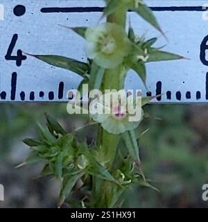 Cardo Russo meridionale (Salsola australis) Foto Stock