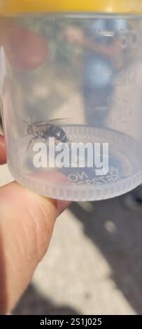 Ape da scarificatore a quattro strisce (Amegilla quadrifasciata) Foto Stock