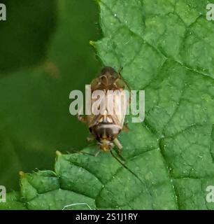 Insetto vegetale martellato nordamericano (Lygus lineolaris) Foto Stock