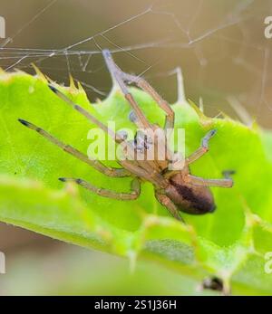 Ragno da caccia a due artigli (Cheiracanthium erraticum) Foto Stock